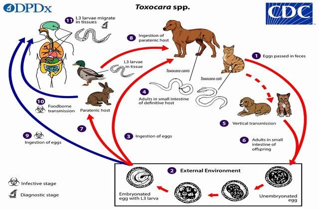 Tìm hiểu về giun đũa chó mèo - triệu chứng, nguyên nhân, phòng tránh