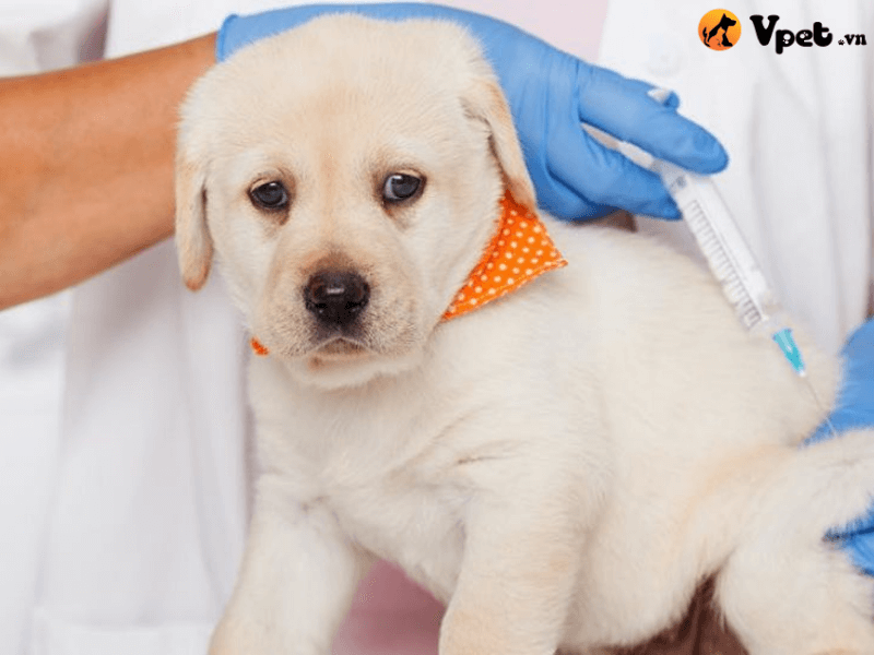 Điều trị bệnh giun móc ở chó hiệu quả