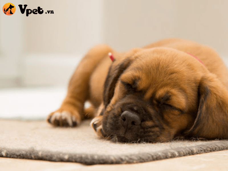 Những triệu chứng thường gặp do chó bị nhiễm giun móc