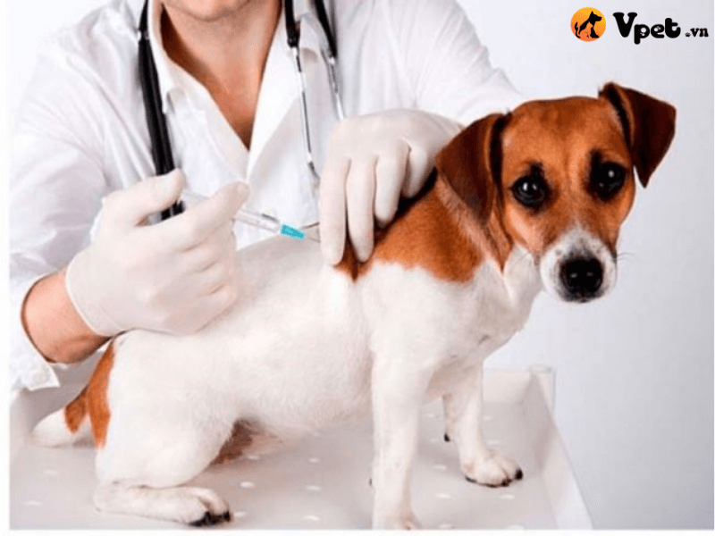 Cách điều trị cho chó khi bị nhiễm giun tròn
