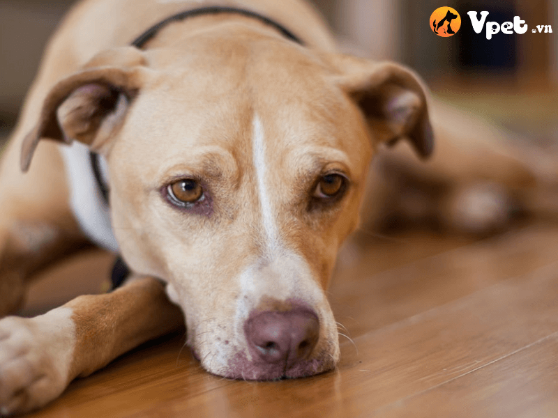 Chó bị nhiễm giun tròn có nguy hiểm không?