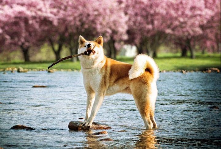 Hachiko là giống chó gì? Thông tin chi tiết về đặc điểm và nguồn gốc giống chó Hachiko