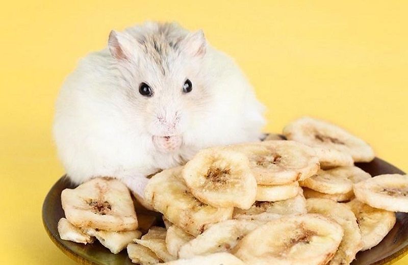 Tất tần tật thông tin về hamster ăn chuối – Tại sao chuối là thực phẩm ưa thích của chúng?
