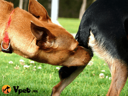 Hành động chó đánh hơi ngửi mông có ý nghĩa gì?