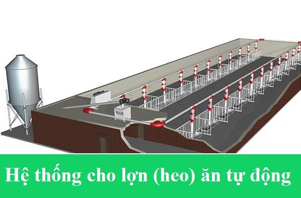 Hệ Thống Cấp Thức Ăn Cho Heo - Kiến Thức Bổ ích Cho Người Nuôi Heo