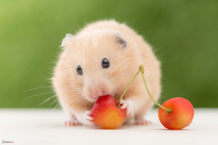 Tìm hiểu về hình ảnh chuột hamster đáng yêu
