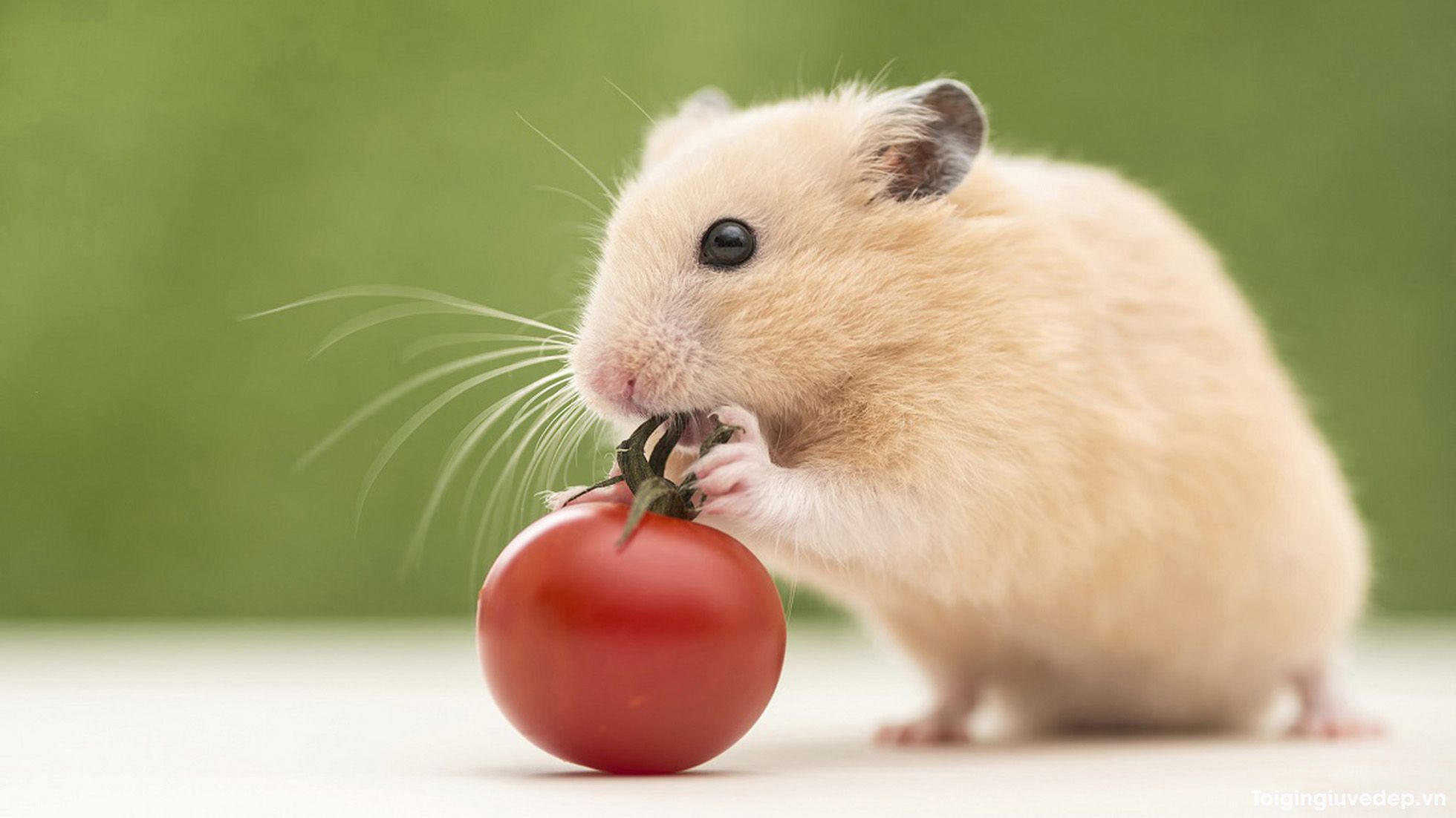 Tìm hiểu về hình chuột cute và những điều thú vị về chúng