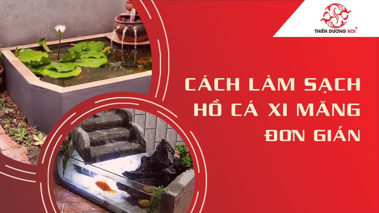 Hồ xi măng nuôi cá - Thông tin về cách xây dựng và chăm sóc hồ xi măng nuôi cá