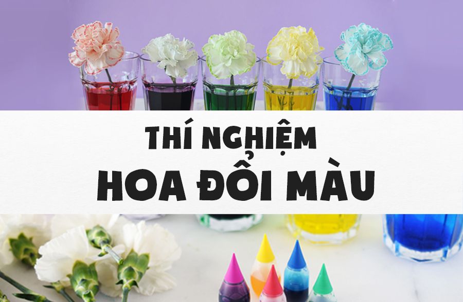 Tìm hiểu về hoa đổi màu - Những điều thú vị bạn chưa biết!