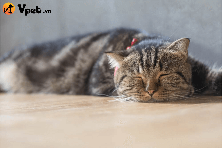 hội chứng Chediak-Higashi ở mèo