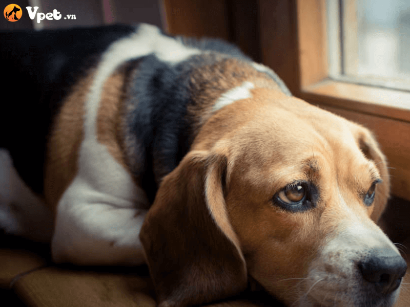 Thế nào là triệu chứng lo âu chia ly ở chó?