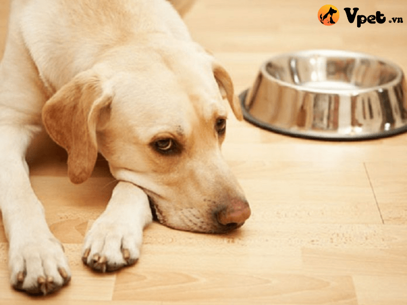 Triệu chứng khi chó mắc bệnh lo âu chia ly