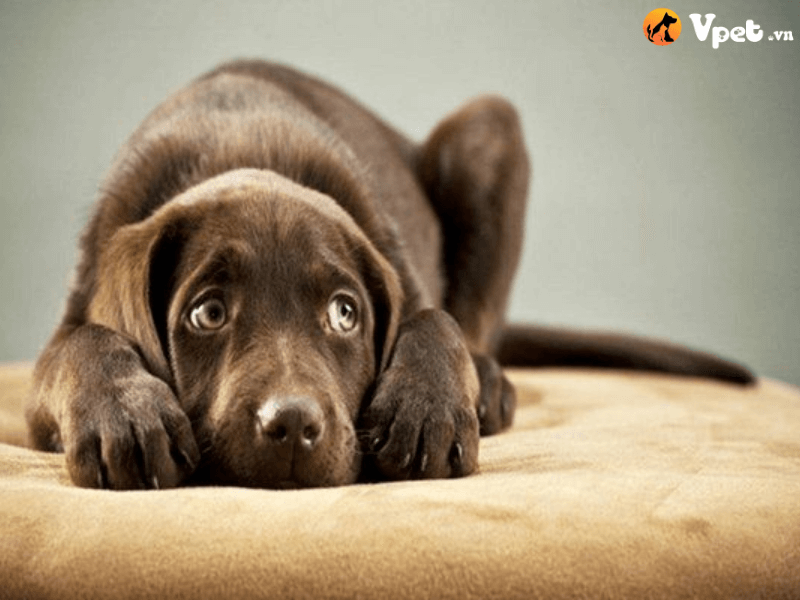 Cách chăm sóc đối với chó mắc hội chứng lo âu chia ly