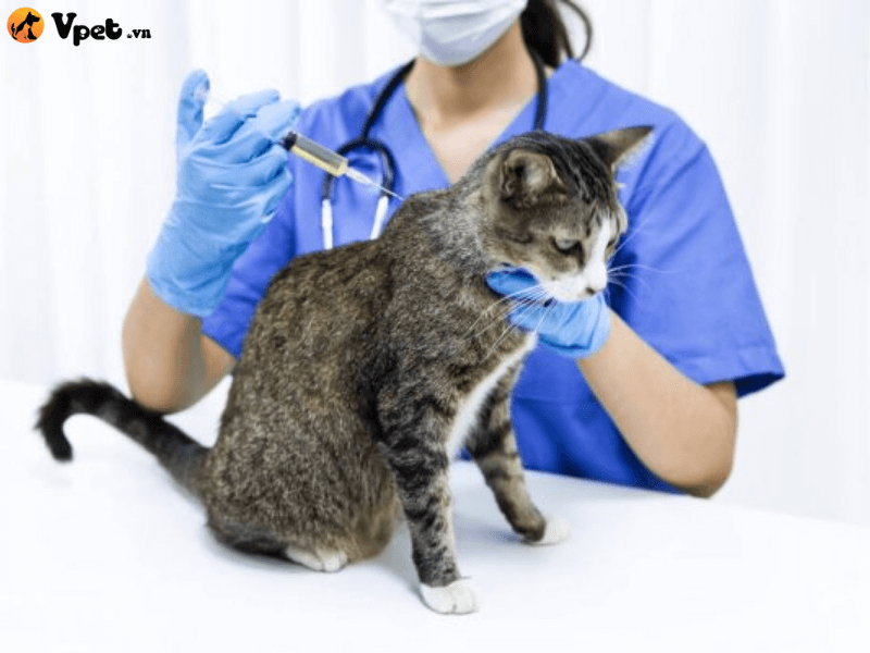 Nguyên nhân mèo mắc hội chứng tăng bạch cầu ái toan 