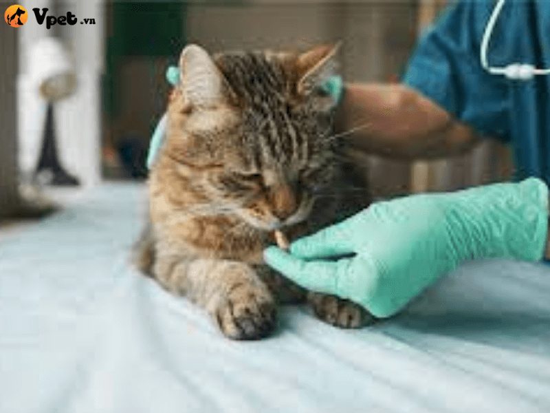 Điều trị hội chứng tăng bạch cầu ái toan ở mèo