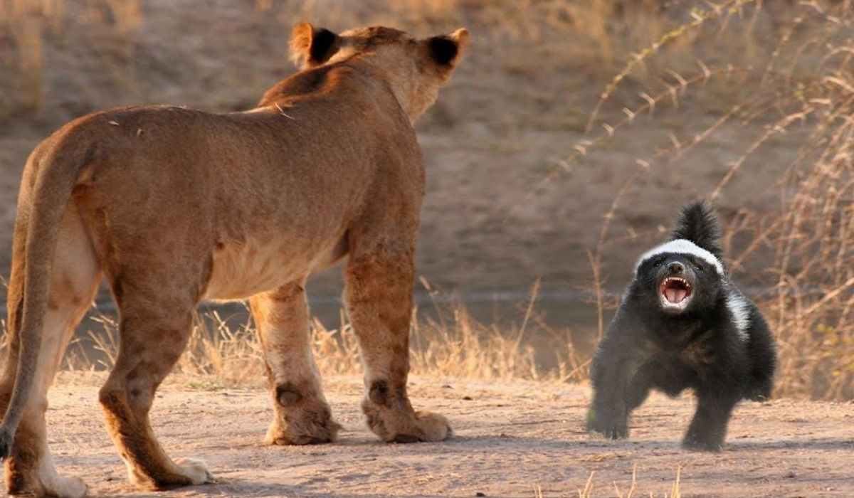 Honey badger là con gì? Tất cả những gì bạn cần biết về loài động vật nguy hiểm này