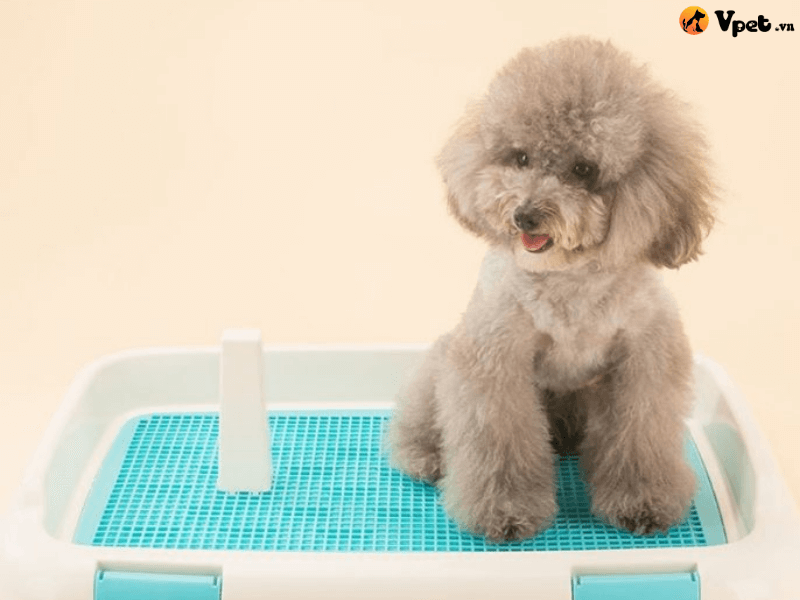 Dọn vệ sinh sau khi huấn luyện chú chó Poodle vệ sinh ngoài