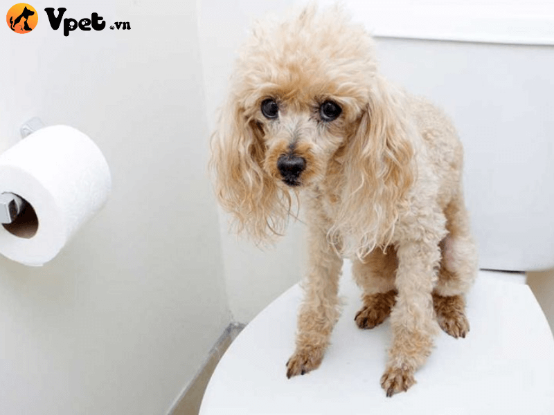 Cách dạy chó Poodle đi vệ sinh đúng giờ quy định