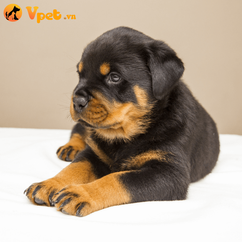 day-cho-Rottweiler-6-thang-tuoi