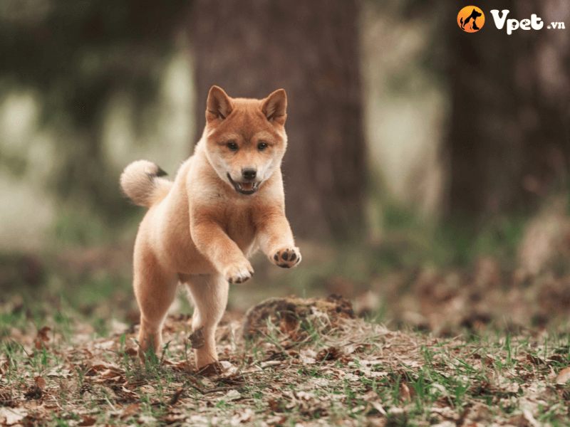 Tại sao chó Shiba Inu là giống chó khó huấn luyện nhất?