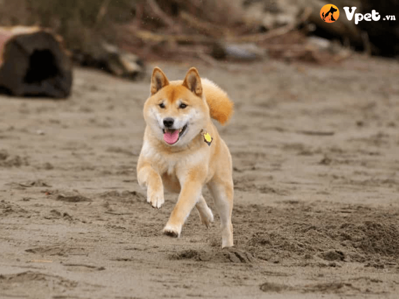 Phương pháp Xã hội hóa cho chó Shiba Inu