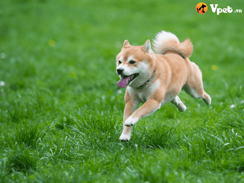 Thời điểm để bắt đầu huấn luyện chó Shiba Inu