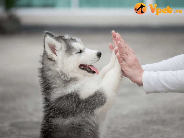 Hướng dẫn cách nuôi chó Husky cho người mới bắt đầu