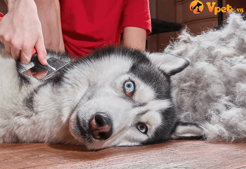 Hướng dẫn cách nuôi chó Husky cho người mới bắt đầu