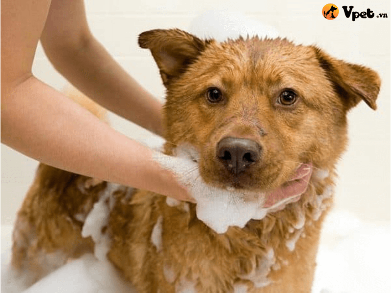 Thời điểm không nên tắm cho những chú chó