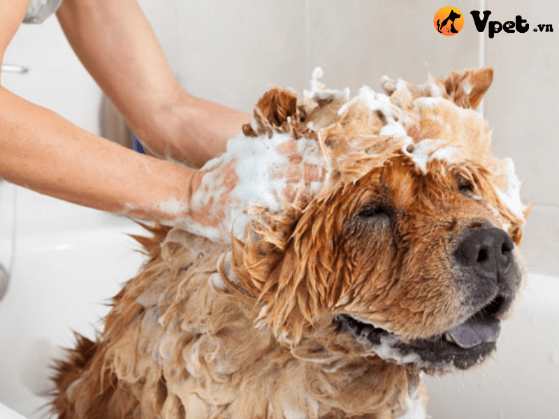 Hướng dẫn tắm cho chó đúng cách