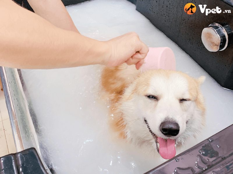 Dùng nước thuốc để tắm cho chó