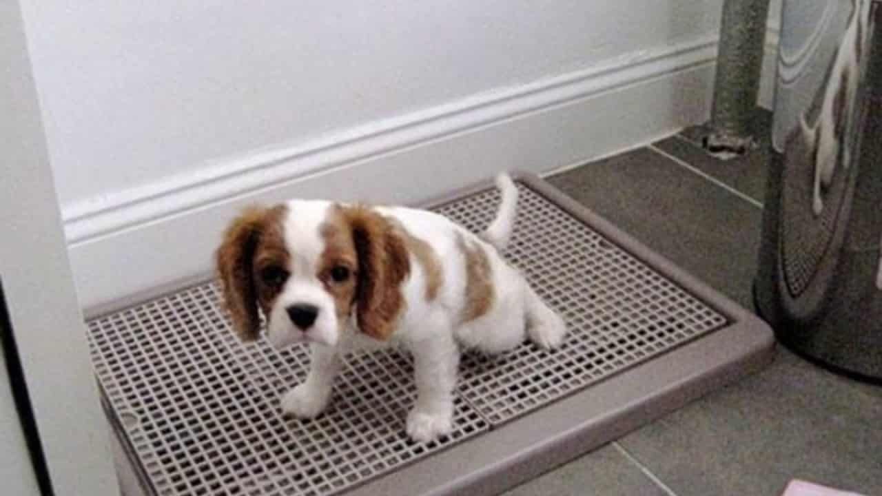 Hướng dẫn chó đi vệ sinh vào khay : Cách giúp chó đặt hành vi đi vệ sinh vào đúng nơi