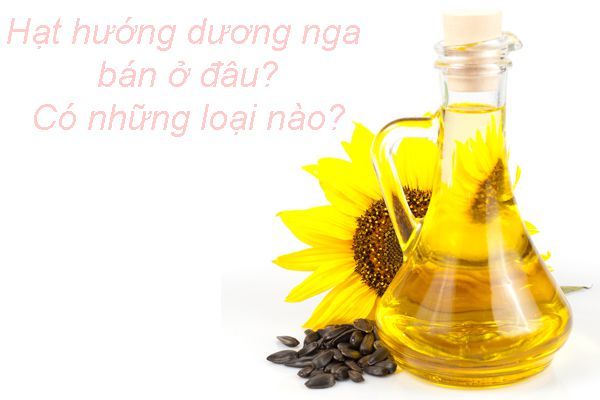 Hướng dương Nga - Tất tần tật thông tin cần biết về loài hoa này