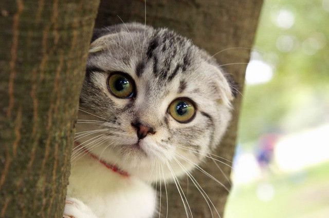 Tìm hiểu về các icon mèo dễ thương trên mạng internet