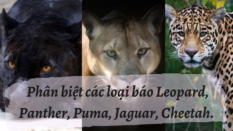 Jaguar là con gì? Tìm hiểu thông tin chi tiết về loài động vật đặc trưng này