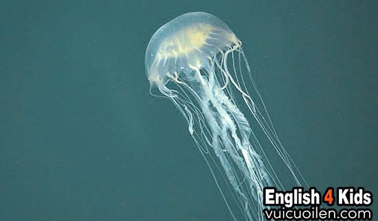 Tìm hiểu về jellyfish là gì và sự đa dạng của chúng