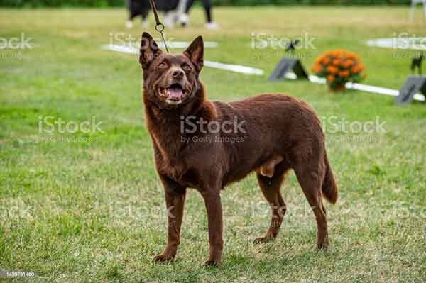 Kelpie là gì? Tìm hiểu về loài chó huyền thoại của Scotland