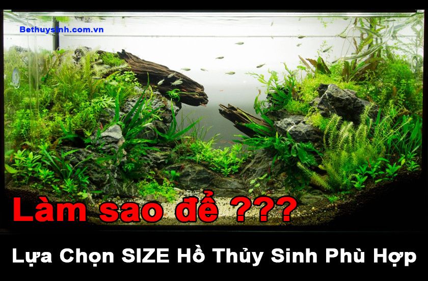 Kích thước bể cá thủy sinh - Hướng dẫn chọn lựa kích thước phù hợp