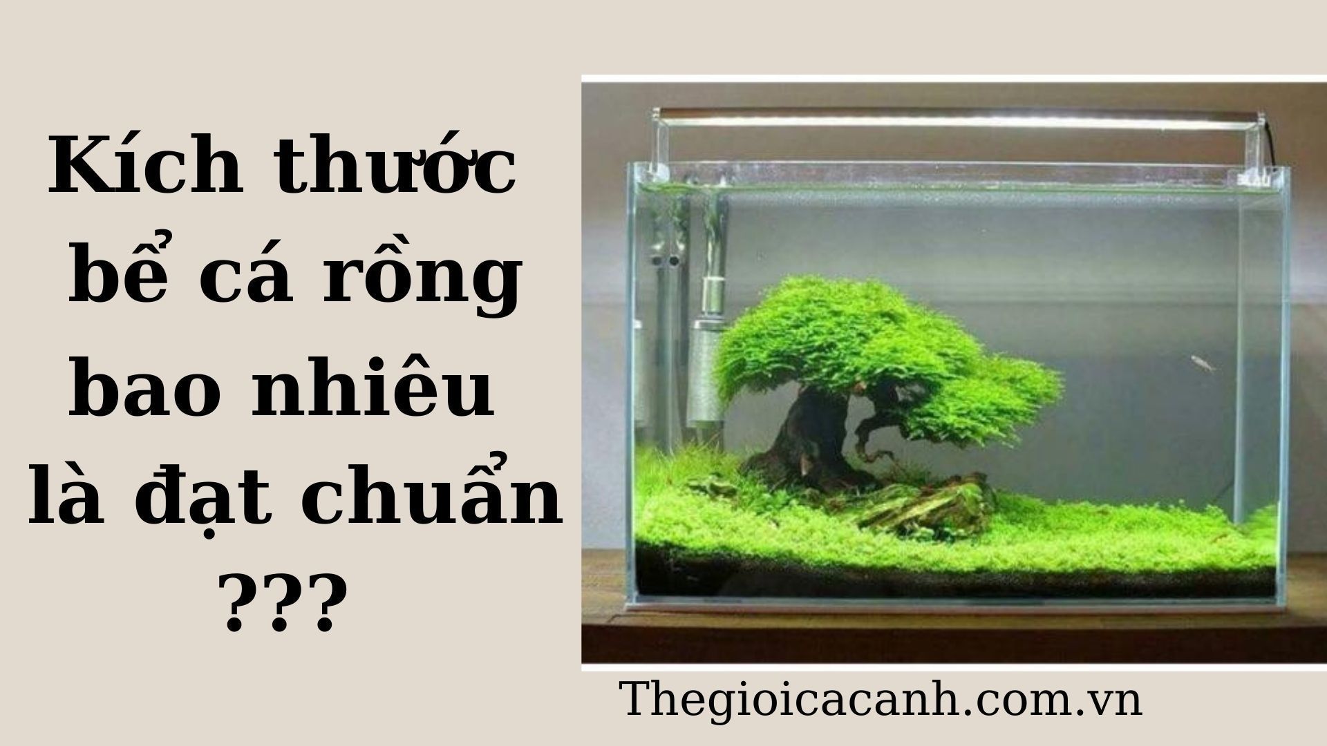 Hướng dẫn tính toán và thiết kế kích thước hồ cá rồng