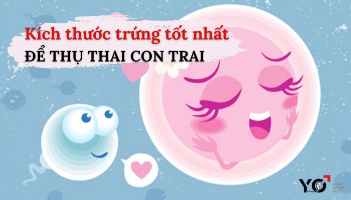 Kích thước trứng tốt nhất để thụ thai con trai: Thông tin cần biết