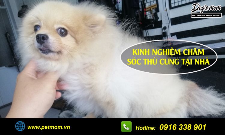 Kinh nghiệm chăm sóc thú cưng từ A đến Z: Hướng dẫn chi tiết cho những người yêu thú cưng