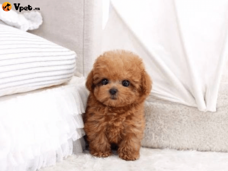 Khi nào chó Poodle bước vào thời kỳ phối giống?