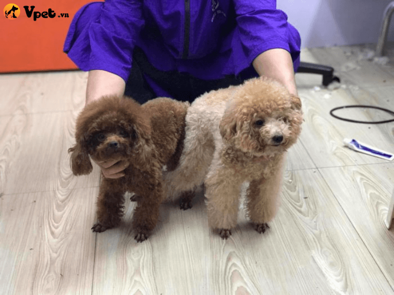 Những lưu ý khi thực hiện phối giống chó Poodle