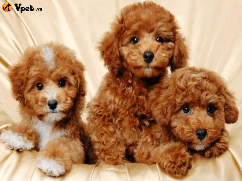 Kinh nghiệm phối giống chó Poodle hiệu quả 