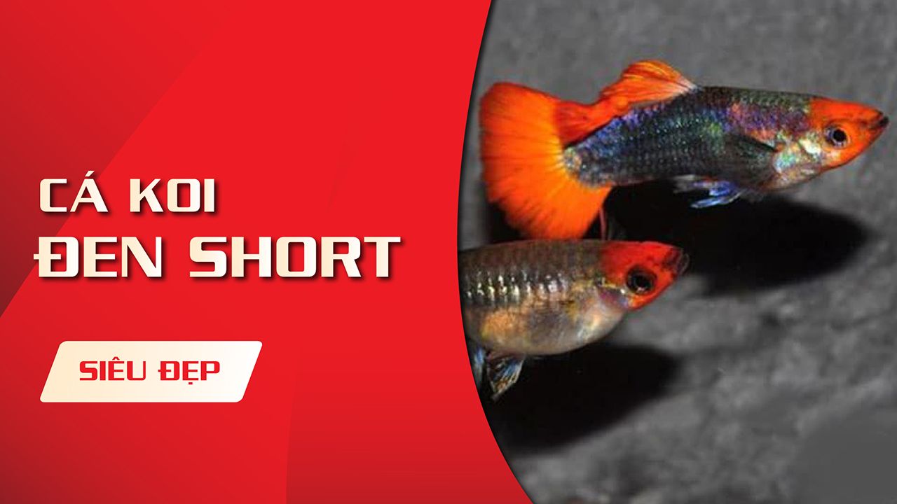 Tìm hiểu về koi đen short - Những điều cần biết