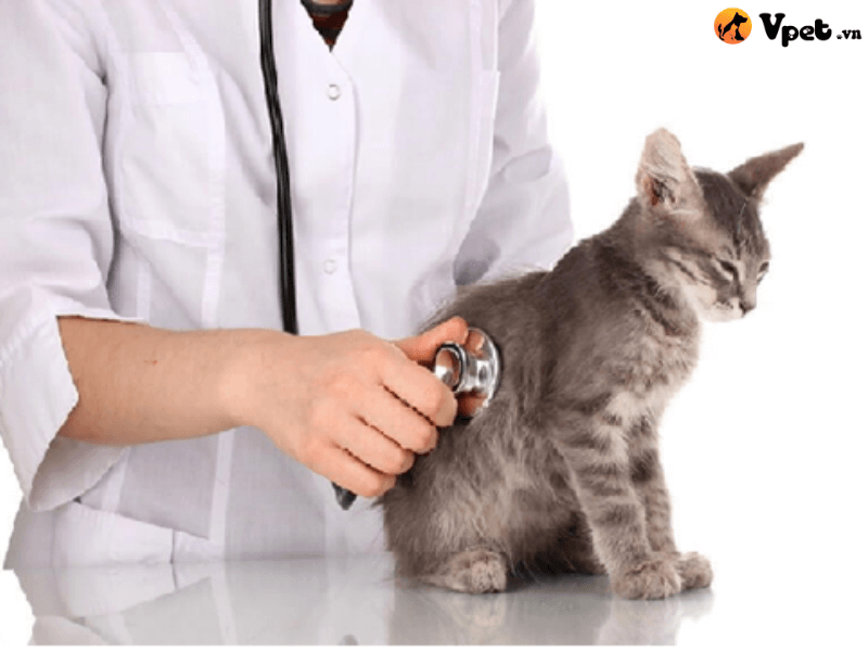 Chăm sóc mèo gặp vấn đề về hô hấp do ký sinh trùng