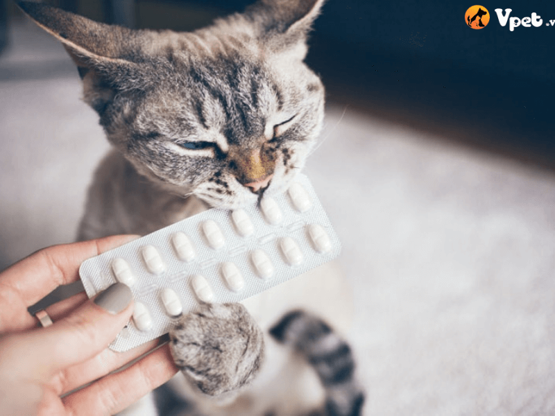 Điều trị mèo bị nhiễm ký sinh trùng đường hô hấp