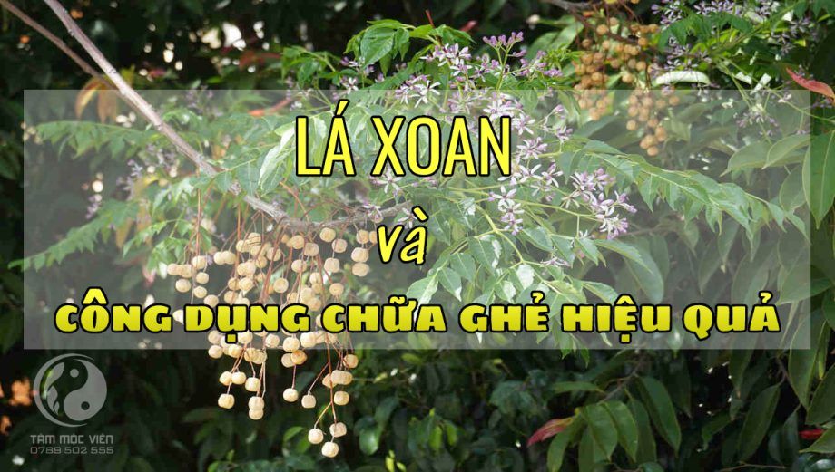 Lá xoan chữa ghẻ - Cách sử dụng và hiệu quả điều trị