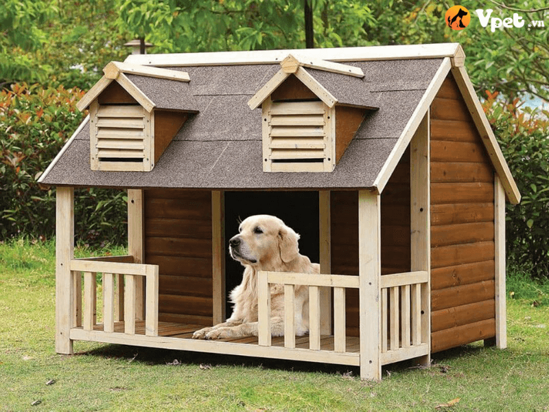 Lựa chọn loại gỗ phù hợp cho ngôi nhà của cún