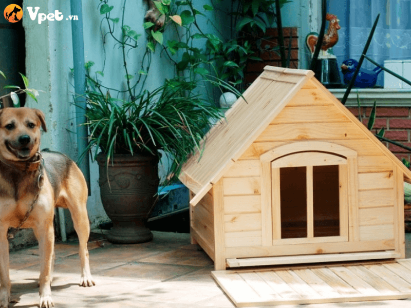Hướng dẫn cách làm nhà cho cún